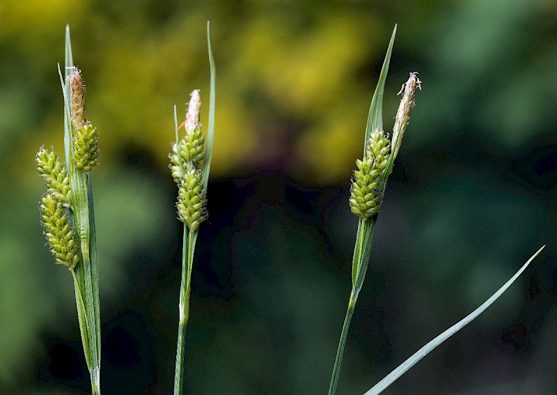 Carex pallescens - © Charles Hipkin