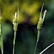 Carex pallescens