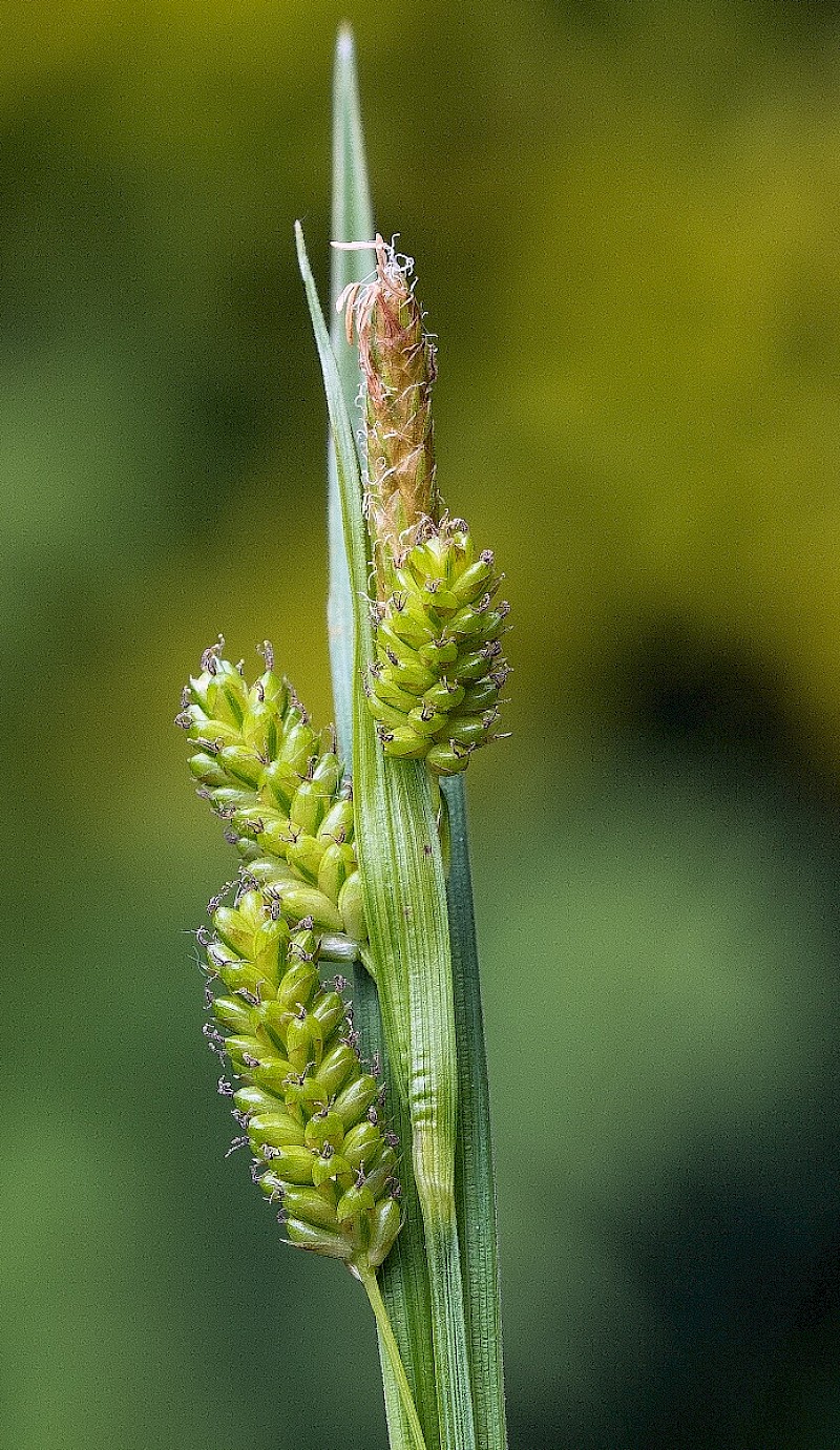 Carex pallescens - © Charles Hipkin