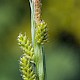 Carex pallescens