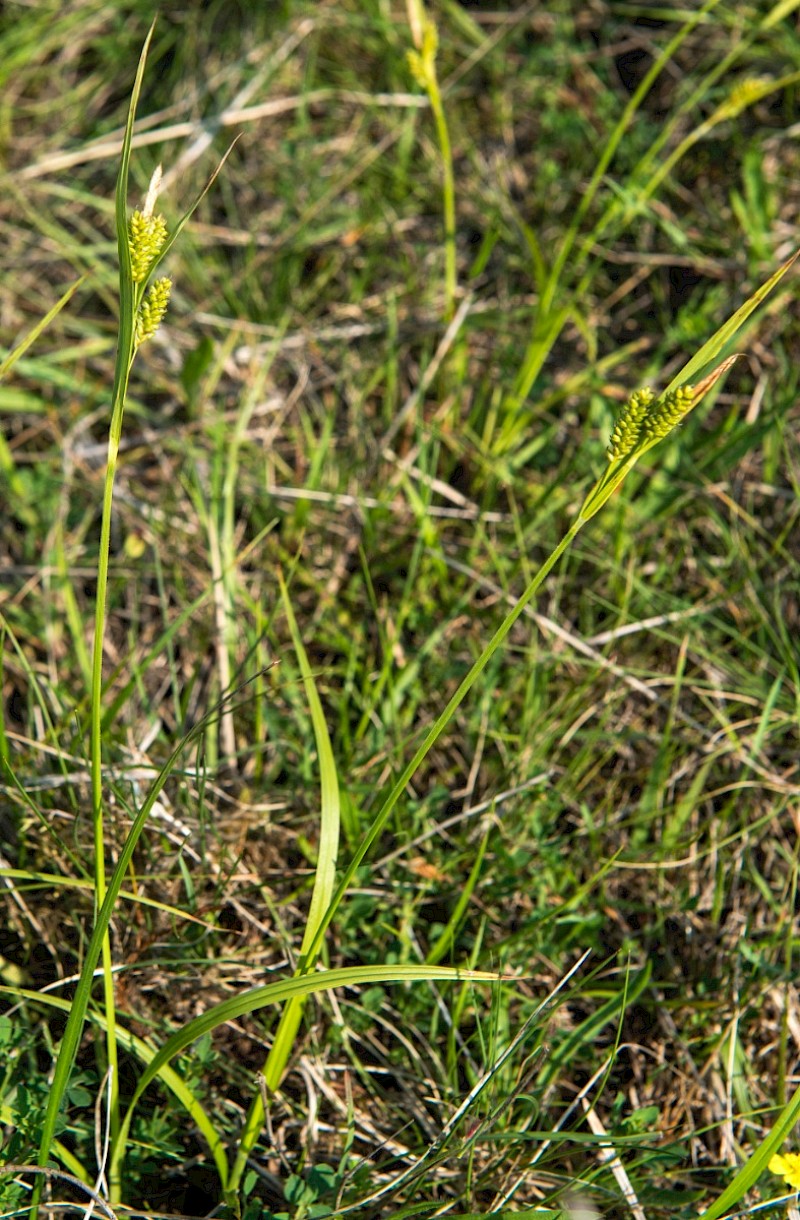 Carex pallescens - © Charles Hipkin