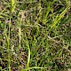 Carex pallescens