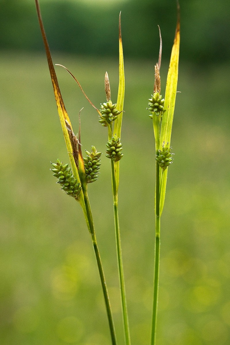 Carex pallescens - © Charles Hipkin