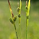 Carex pallescens