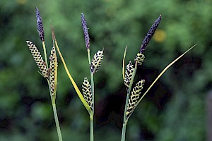 Carex nigra Common Sedge