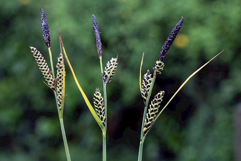 Carex nigra - © Charles Hipkin