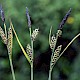 Carex nigra