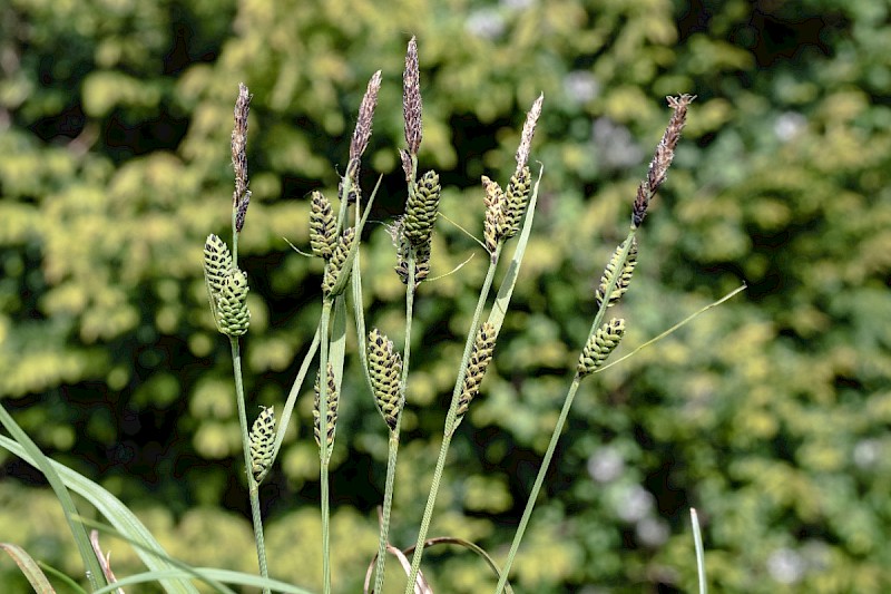 Carex nigra - © Charles Hipkin