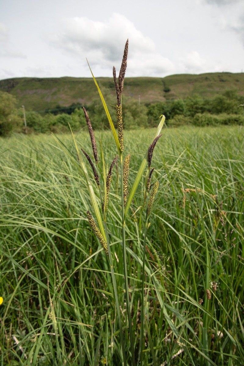 Carex acutiformis - © Charles Hipkin