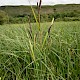 Carex acutiformis