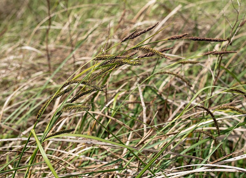 Carex acutiformis - © Charles Hipkin