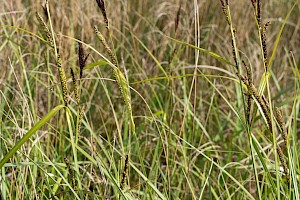 Carex acutiformis Lesser Pond-sedge