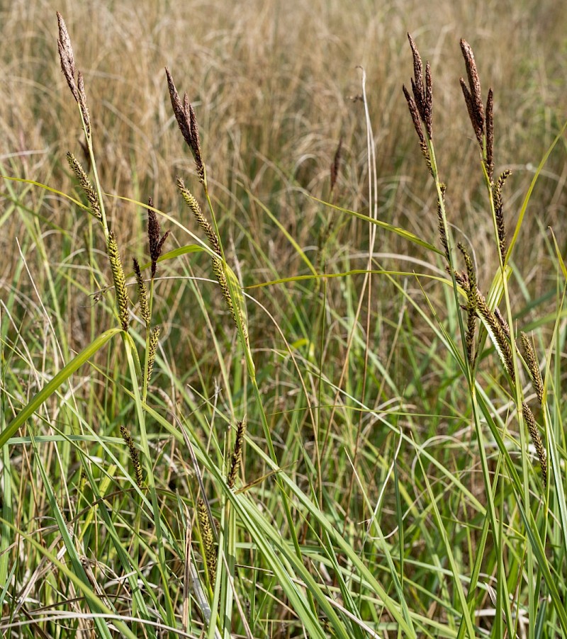 Carex acutiformis - © Charles Hipkin