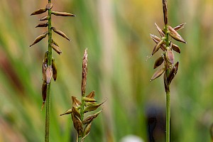 Carex pulicaris Flea Sedge