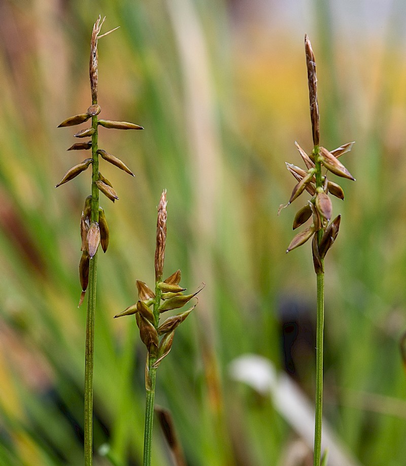 Carex pulicaris - © Charles Hipkin