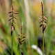 Carex pulicaris