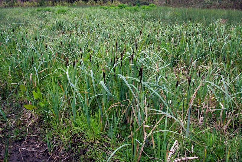 Carex riparia - © Charles Hipkin