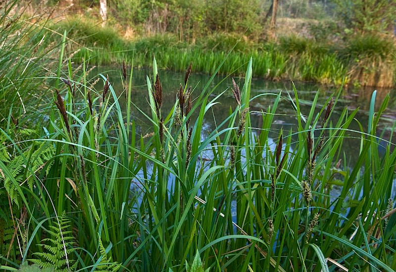 Carex riparia - © Charles Hipkin