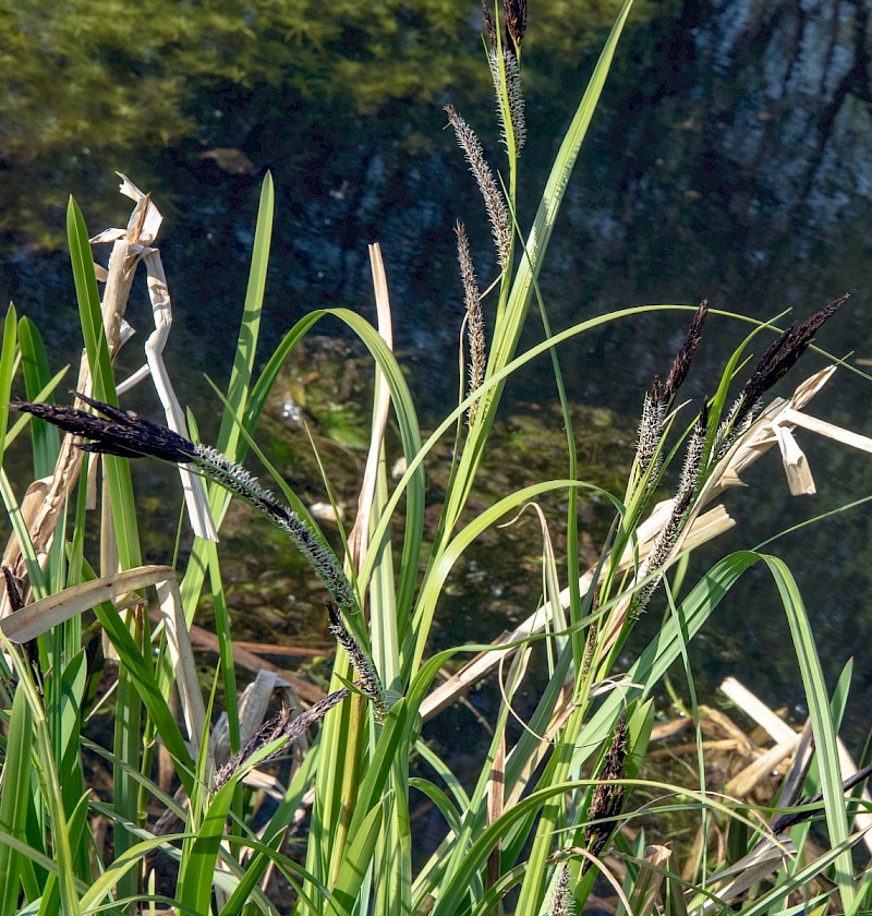 Carex riparia - © Charles Hipkin