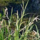 Carex riparia