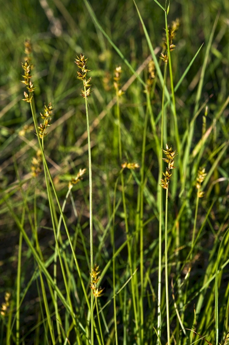 Carex spicata - © Charles Hipkin