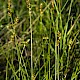 Carex spicata