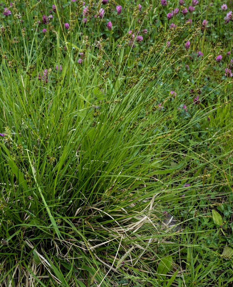 Carex spicata - © Charles Hipkin