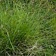 Carex spicata