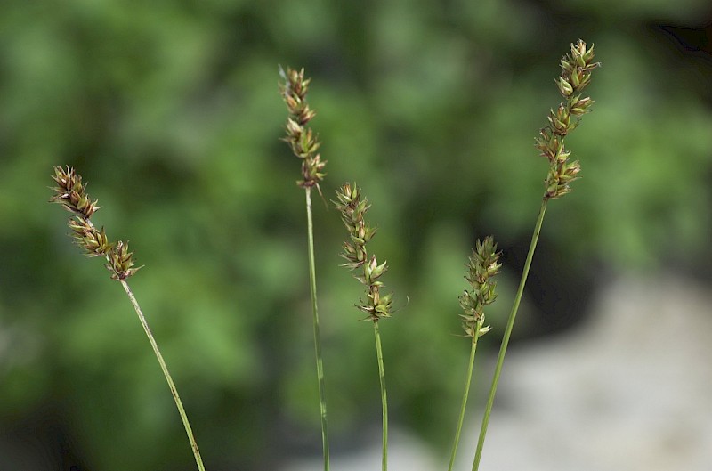 Carex spicata - © Charles Hipkin