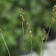 Carex spicata