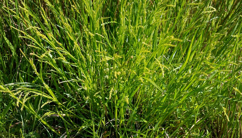 Carex sylvatica - © Charles Hipkin