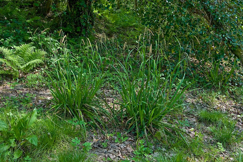 Carex pendula - © Charles Hipkin