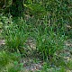 Carex pendula