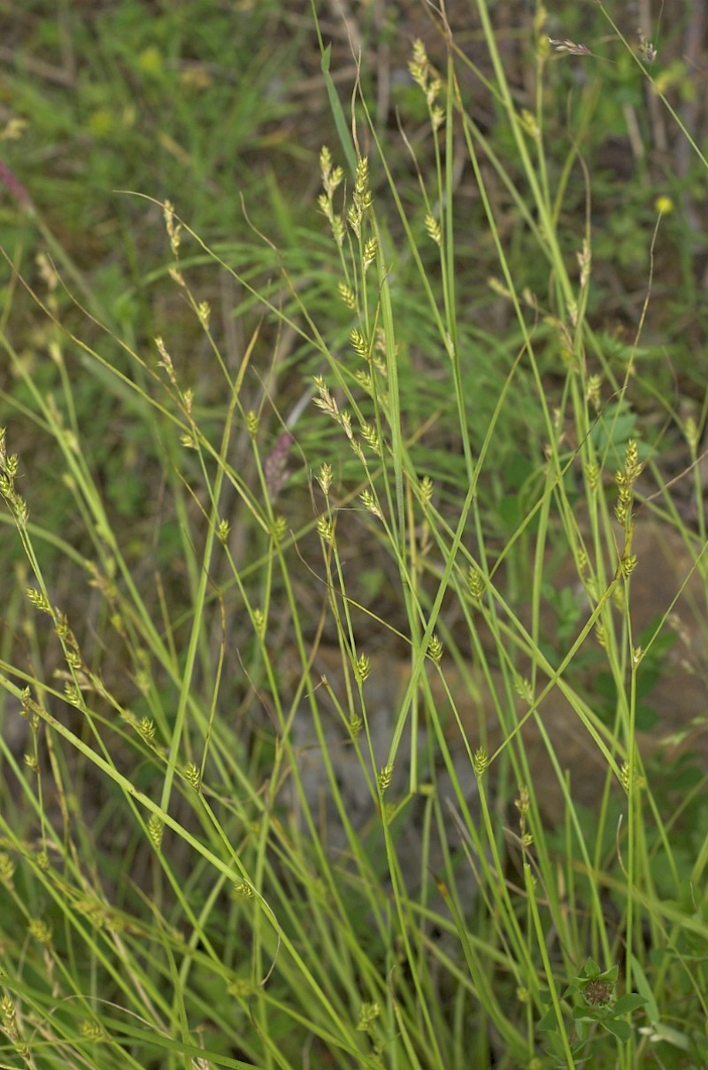 Carex remota - © Charles Hipkin