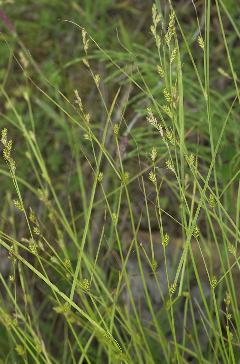 Carex remota - © Charles Hipkin