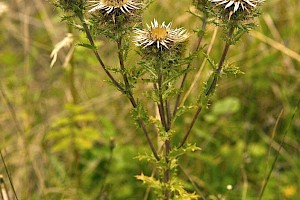 Carlina vulgaris Carline Thistle