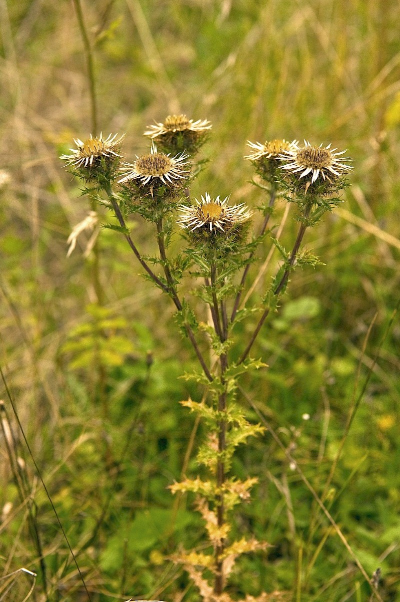 Carlina vulgaris - © Charles Hipkin