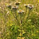 Carlina vulgaris