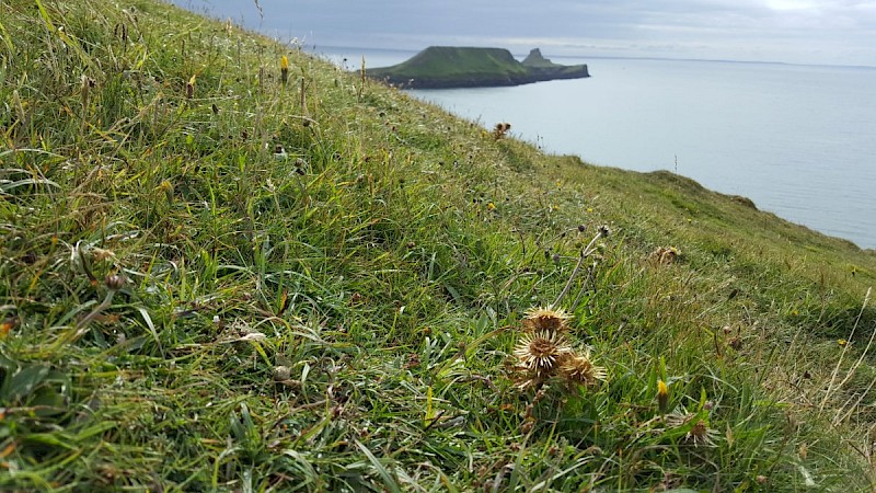 Carlina vulgaris - © Barry Stewart