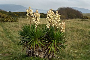 Asparagaceae (Agavaceae)