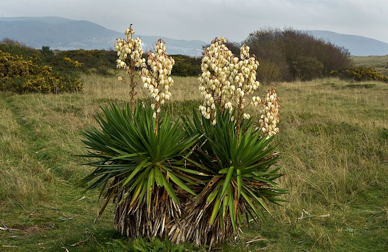 Yucca gloriosa - © Charles Hipkin