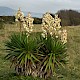 Yucca gloriosa