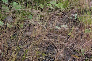 Vulpia myuros Rat's-tail Fescue