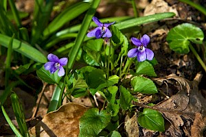 Viola reichenbachiana Early Dog-violet