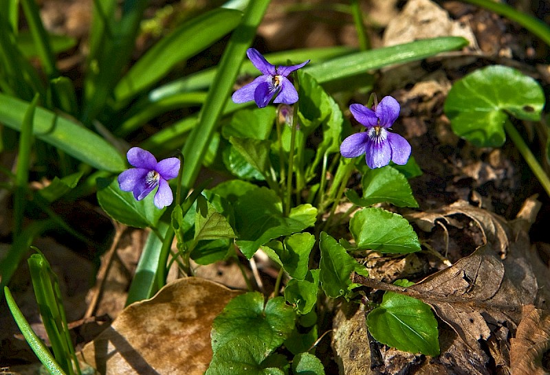 Viola reichenbachiana - © Charles Hipkin