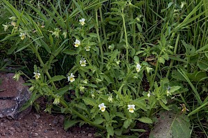 Viola arvensis Field Pansy