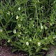 Viola arvensis