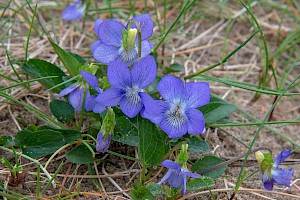 Viola canina subsp. canina Heath Dog-violet