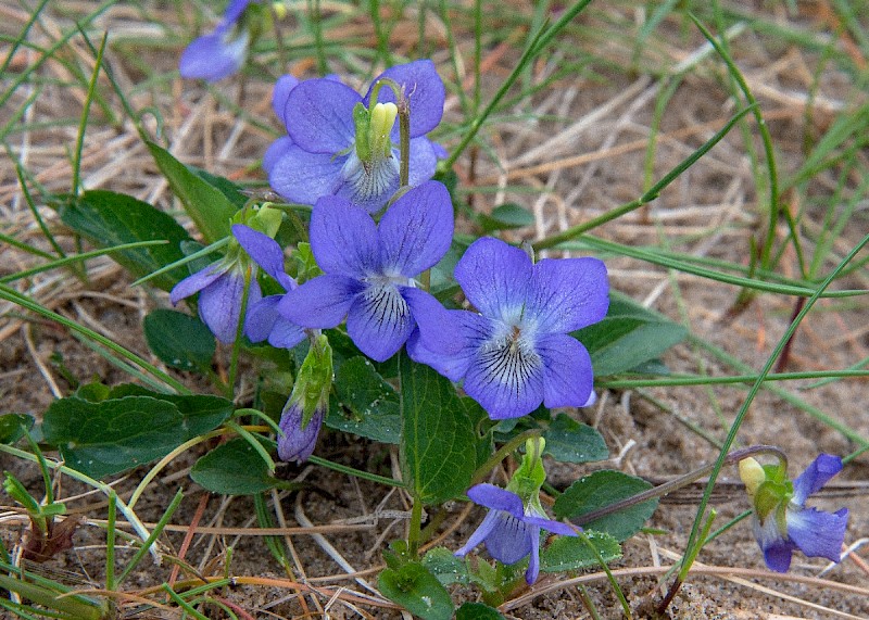 Viola canina subsp. canina - © Charles Hipkin