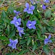 Viola canina subsp. canina